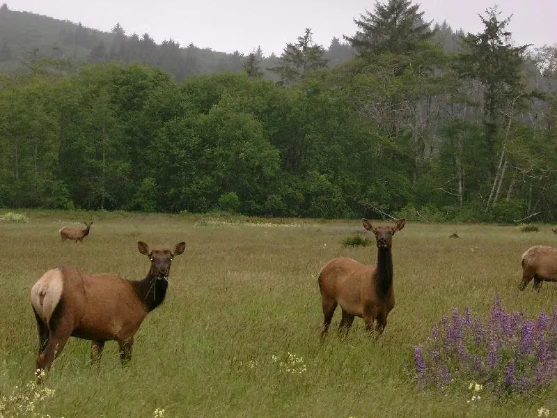 Five one acre lots for trade in Oregon - Image 1